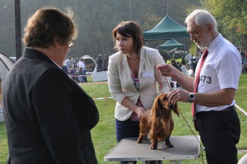 Siedemnasta SZCZEG�LNA wystawa - NA’ILA, NURI i NASIM Kollapsar